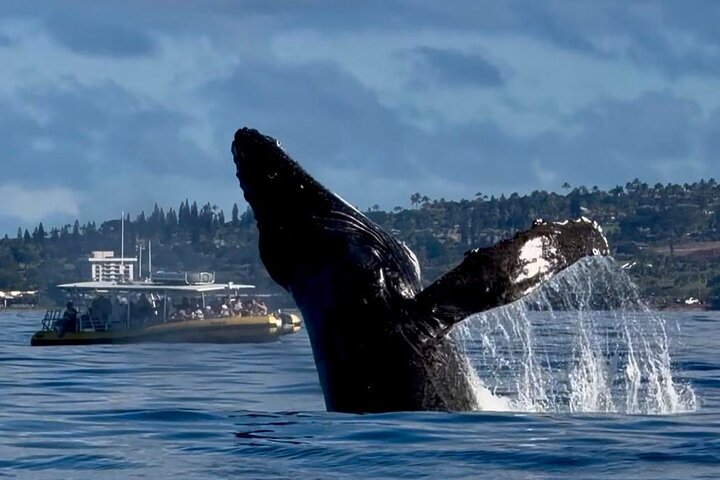 WHALES GUARANTEED Maui Whale Watching Makai Adventures - Photo 1 of 12